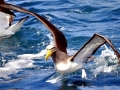 Chatham Albatross