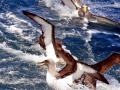Chatham Albatross