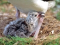Chatham Albatross