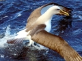 Chatham Albatross