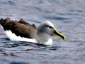 Chatham Albatross