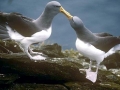 Chatham Albatross