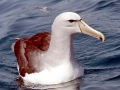 Chatham Albatross