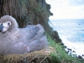 Chatham Albatross