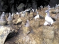 Chatham Albatross