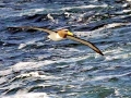 Chatham Albatross