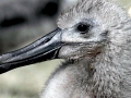 Chatham Albatross