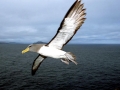 Chatham Albatross