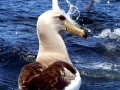 Chatham Albatross