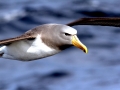 Chatham Albatross
