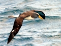 Chatham Albatross