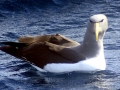 Chatham Albatross