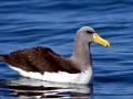 Chatham Albatross