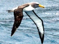 Chatham Albatross
