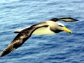Chatham Albatross