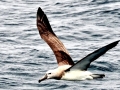 Chatham Albatross