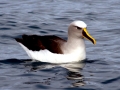 Chatham Albatross