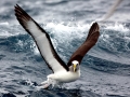 Chatham Albatross