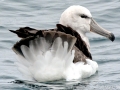 Chatham Albatross
