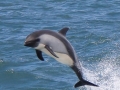 Chilean Dolphin