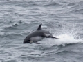 Chilean Dolphin