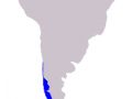 Chilean Dolphin