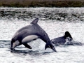 Chilean Dolphin