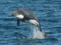 Chilean Dolphin