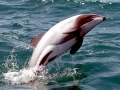Chilean Dolphin