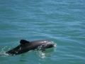 Chilean Dolphin