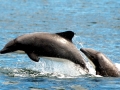 Chilean Dolphin