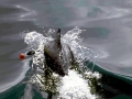Chilean Dolphin
