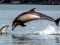 Chilean Dolphin