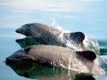 Chilean Dolphin