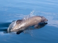 Chilean Dolphin