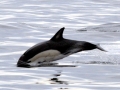 Chilean Dolphin