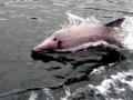 Chilean Dolphin