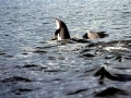 Chilean Dolphin