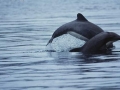 Chilean Dolphin