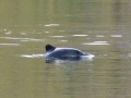 Chilean Dolphin