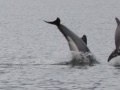 Chilean Dolphin