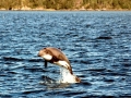 Chilean Dolphin
