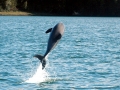 Chilean Dolphin