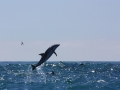 Chilean Dolphin