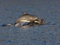 Chilean Dolphin