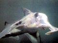 Chimaera