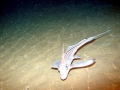 Chimaera