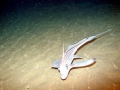 Chimaera