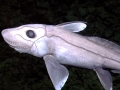 Chimaera