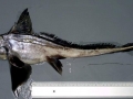 Chimaera